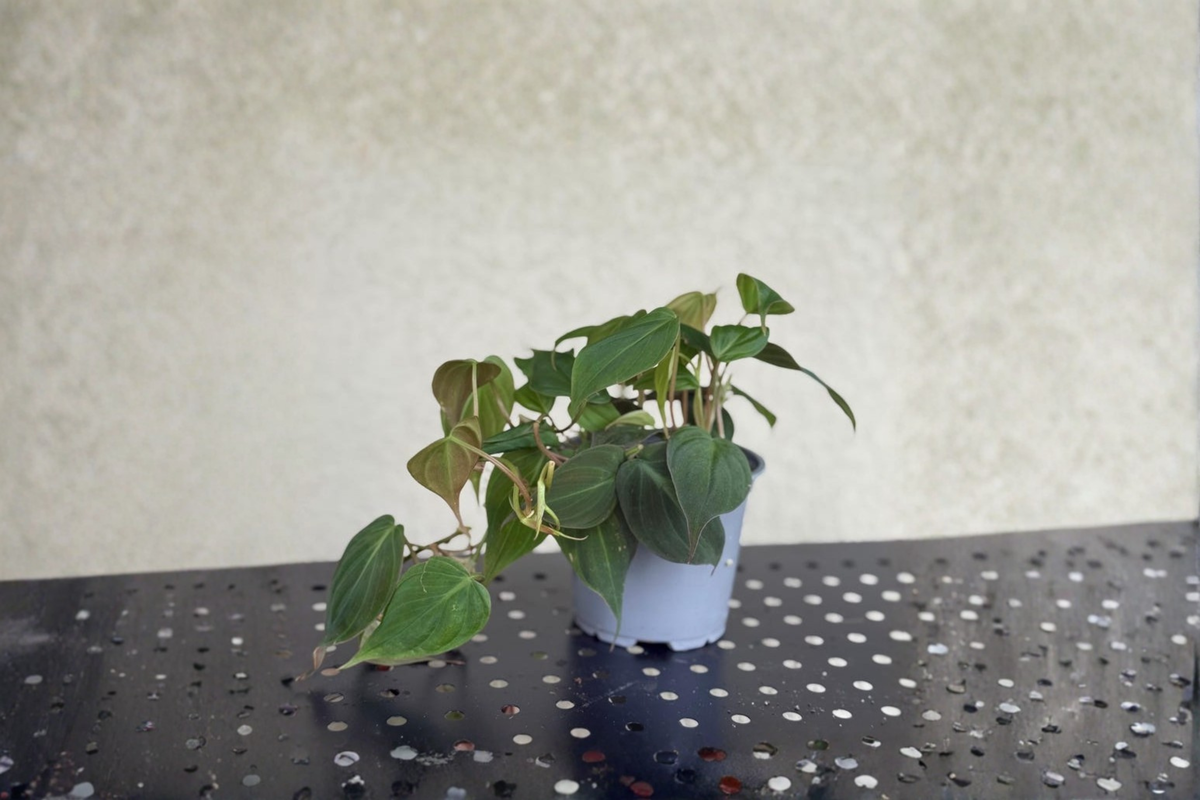 Money Tree Live Plant - Pachira Aquatica, Indoor Houseplant, Tropical Foliage, Fully Rooted Starter, Easy Care, Green Foliage