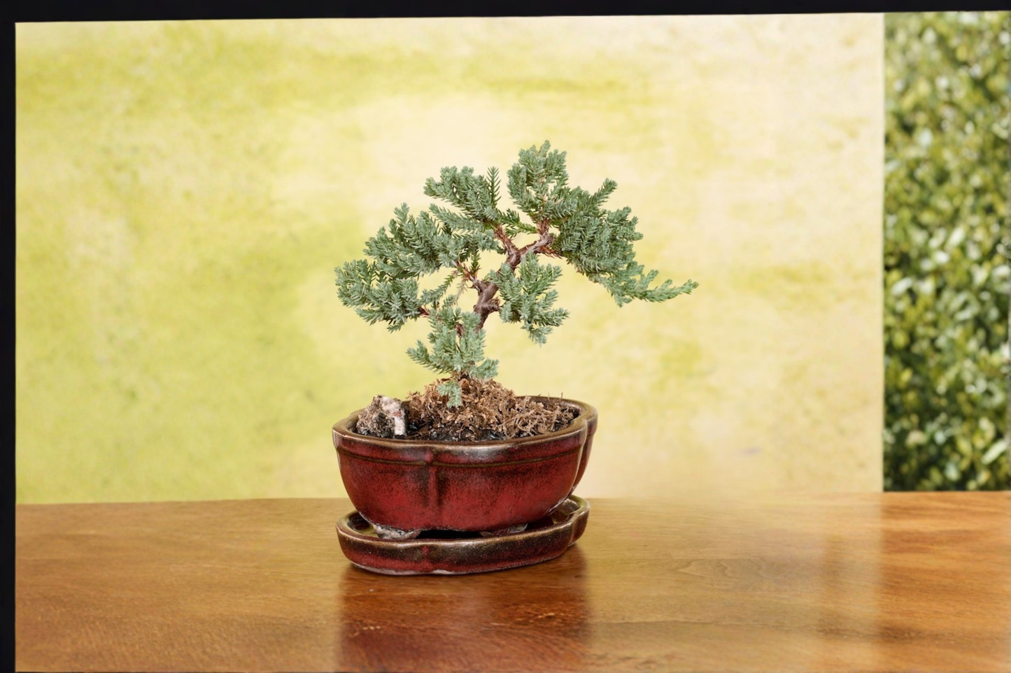 Juniper Bonsai Tree Procumbens Nana Live Plant | 3-Inch Pot, Outdoor Mini Bonsai, Japanese Juniper, Starter Tree