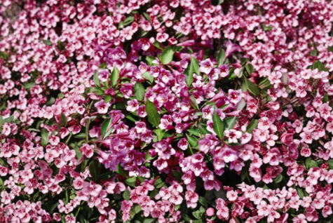 Minuet Weigela Live Rooted Cutting – Compact Flowering Shrub for Garden, Borders, Landscape – Weigela florida ‘Minuet’