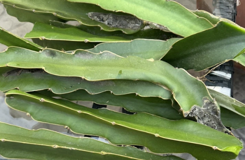 Dragon Fruit Cuttings – 8-12 Inch Unrooted Pitaya Cactus for Propagation & Garden or Container Growing
