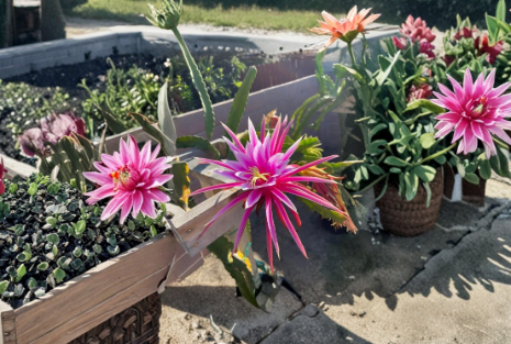 Dragon Fruit Bruni Pitaya Live Cutting – 8-10 Inch Hylocereus Cactus for Propagation & Garden Growing