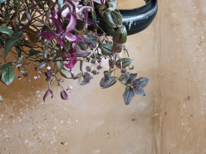 Tradescantia Zebrina Purple Velvet Cuttings – Live Unrooted Houseplant Propagation Material for Indoor Hanging Baskets