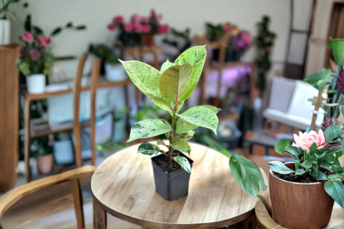 Ficus elastica 'Shivereana Moonshine' Variegated Rubber Plant Live Indoor Tropical Starter Plant