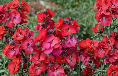 Wallflower Erysimum ‘Winter Passion’ Live Plant – 1-3 Inch Tall Flowering Perennial for Garden & Containers