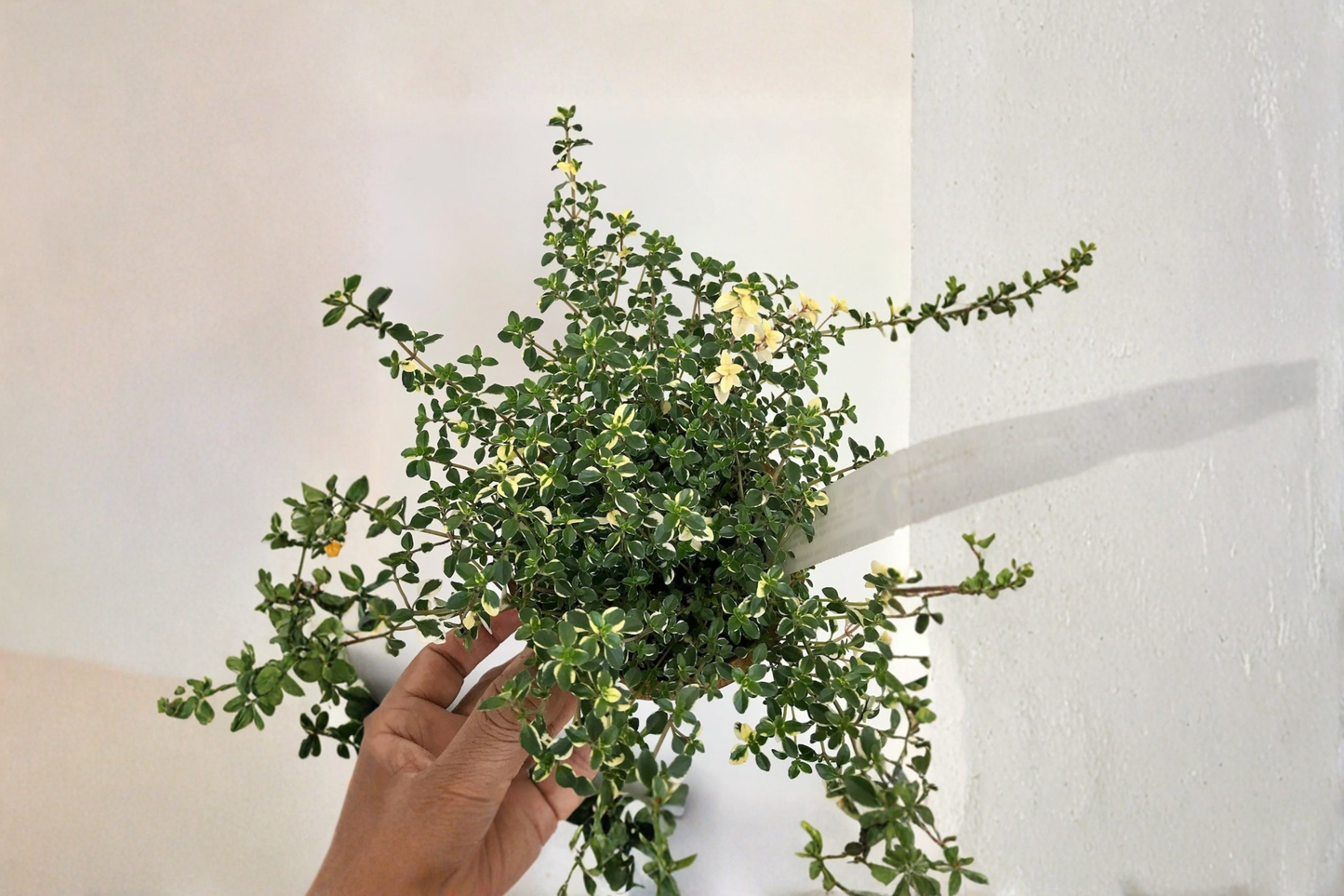 Organic Foxley Thyme Live Plants – Variegated Perennial Herb in 2-Inch Pots, Thymus vulgaris 'Foxley' for Herb Gardens & Containers