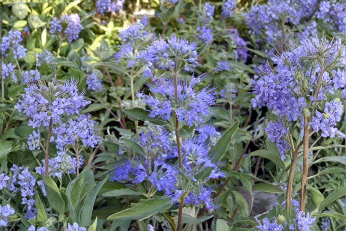 Caryopteris Longwood Blue Live Plant – 4 Inch Pot Bluebeard Shrub with Blue Flowers for Garden Borders & Landscaping