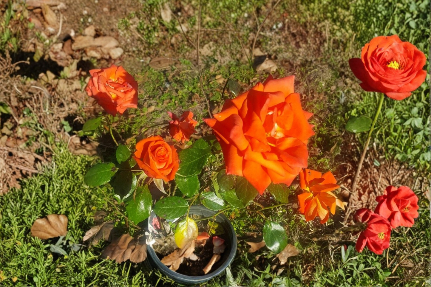 Floribunda Rose Live Plant 5 Gal Salmon Orange Everblooming Bush Garden Shrub Outdoor Rosa spp.
