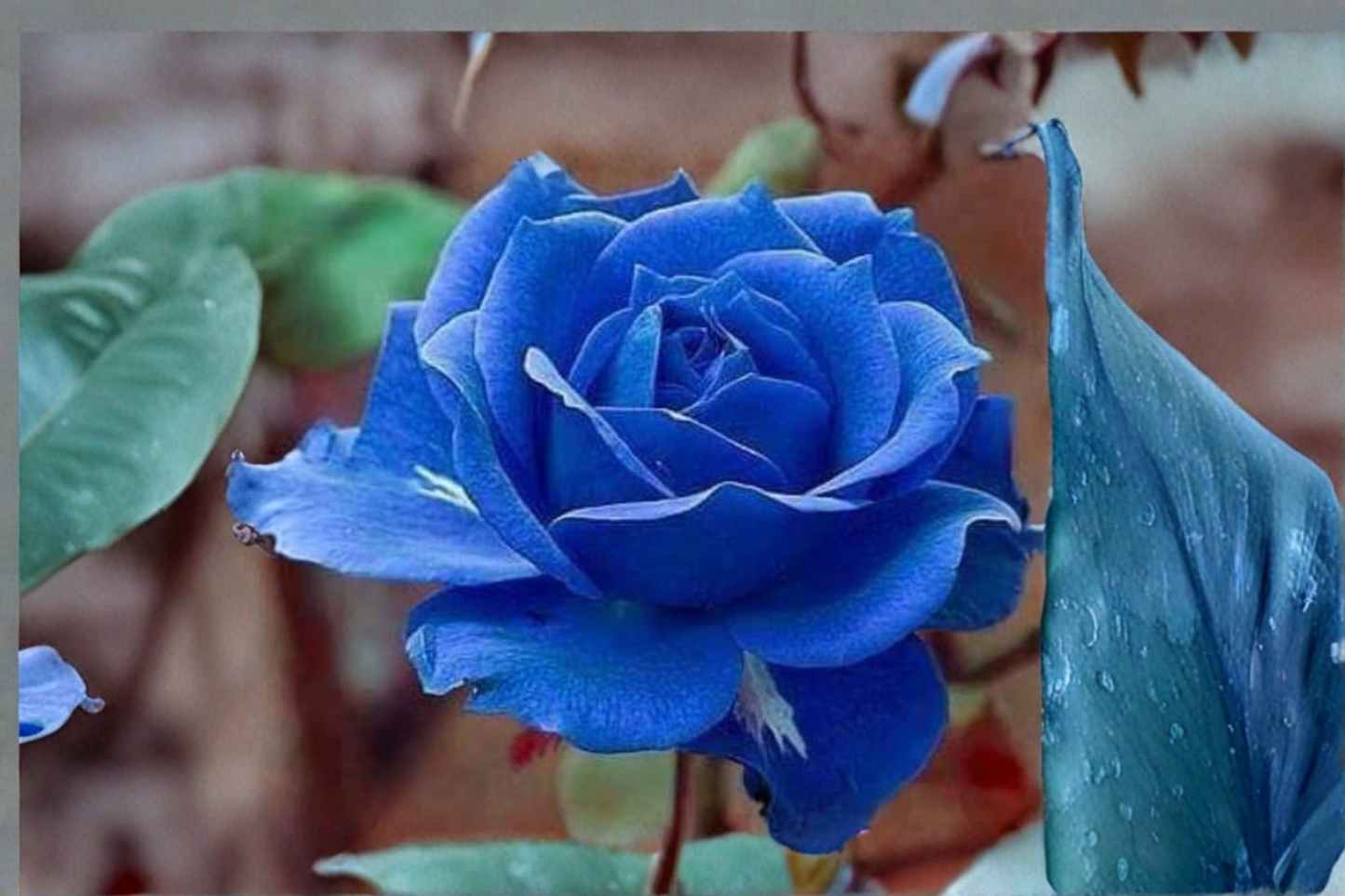 Midnight Blue Rose Seeds – Fragrant Purple Flower Bush for Indoor & Outdoor Garden Planting, 10 Seeds