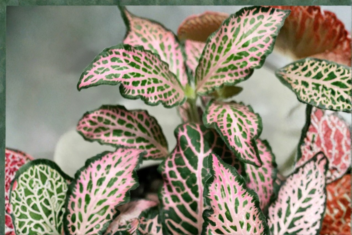 Pink Fittonia Nerve Plant Live Indoor Houseplant, Tropical Foliage, Fittonia albivenis, Compact, Pink-Veined Leaves