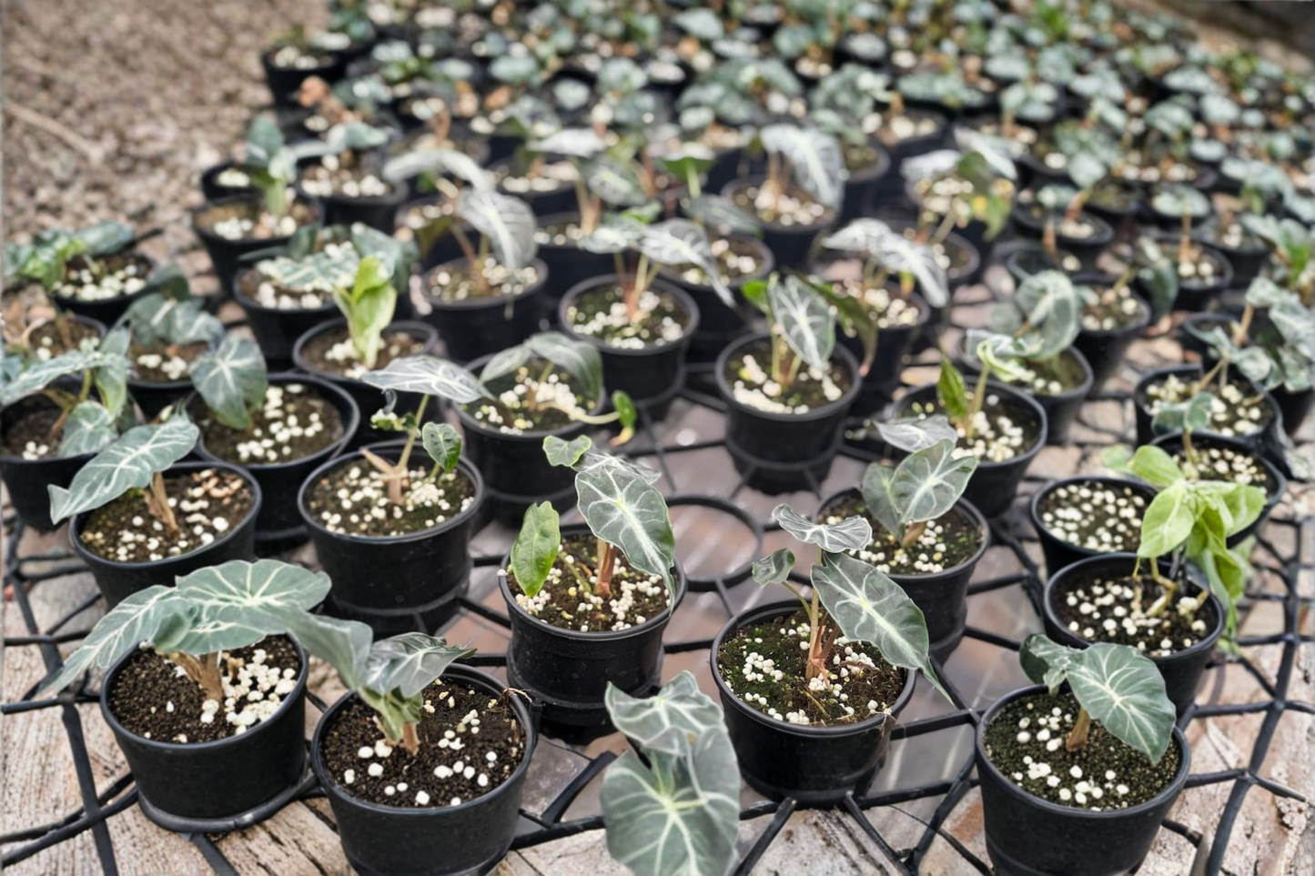 Alocasia Venom Live Plant – 4 Inch Pot Tropical Houseplant with Bold Deep Green Foliage, Indoor Decor, Rare Elephant Ear Plant