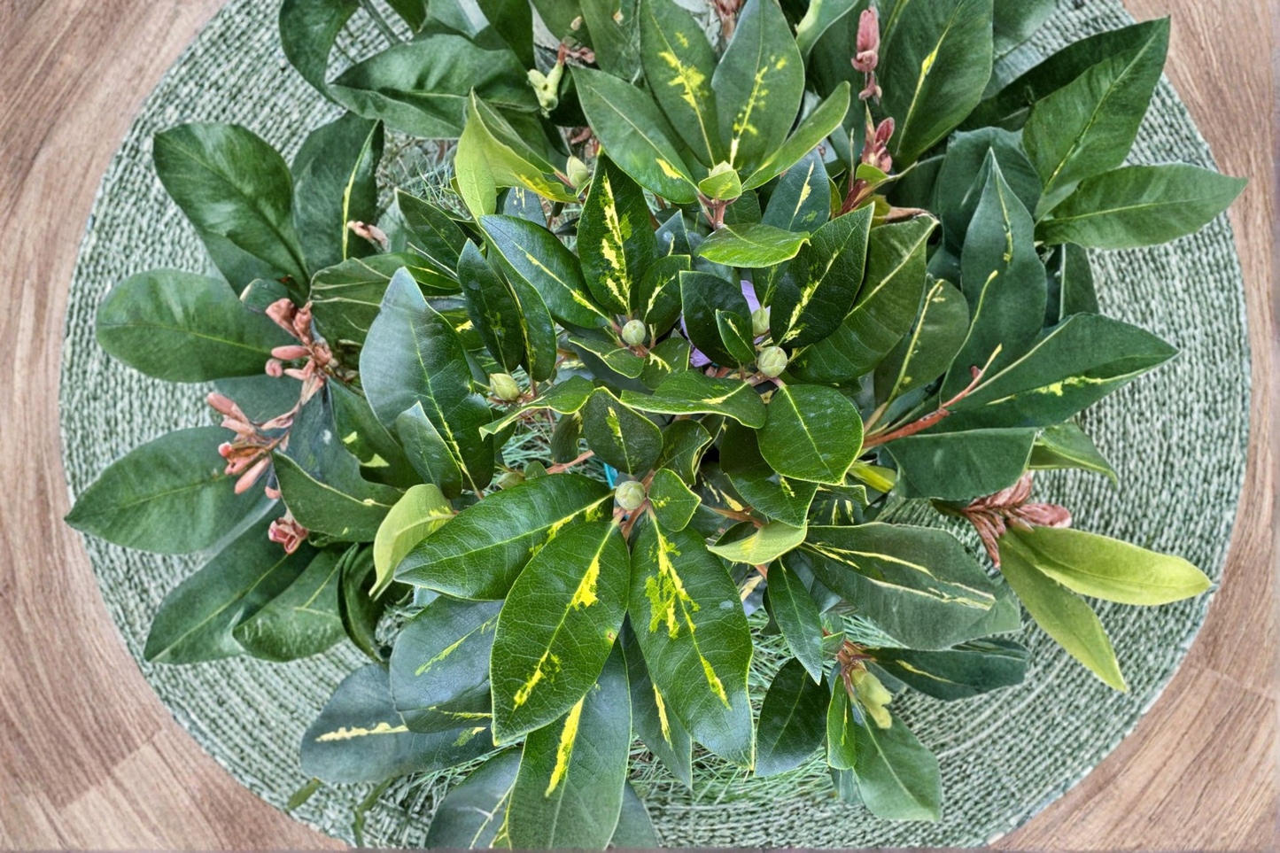 Goldflimmer Variegated Rhododendron Live Plant – Evergreen Shrub with Pink Blooms & Yellow-Green Foliage, 2 Gallon Pot
