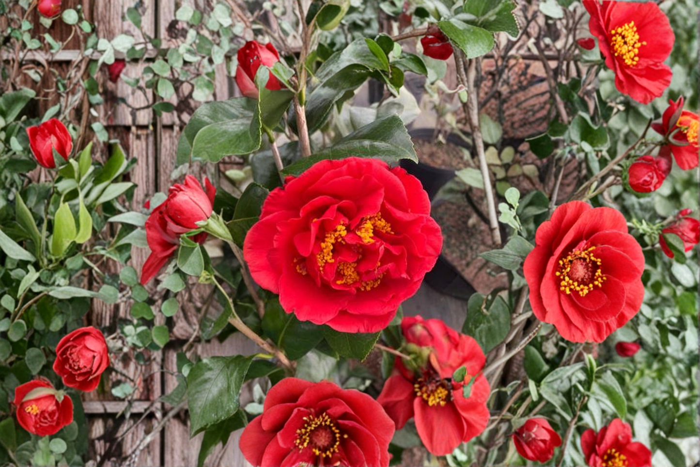 Japanese Camellia Live Plant 3 Gallon Pot – Kramer’s Beauty Red Flowers Evergreen Shrub for Shade Gardens, Camellia japonica