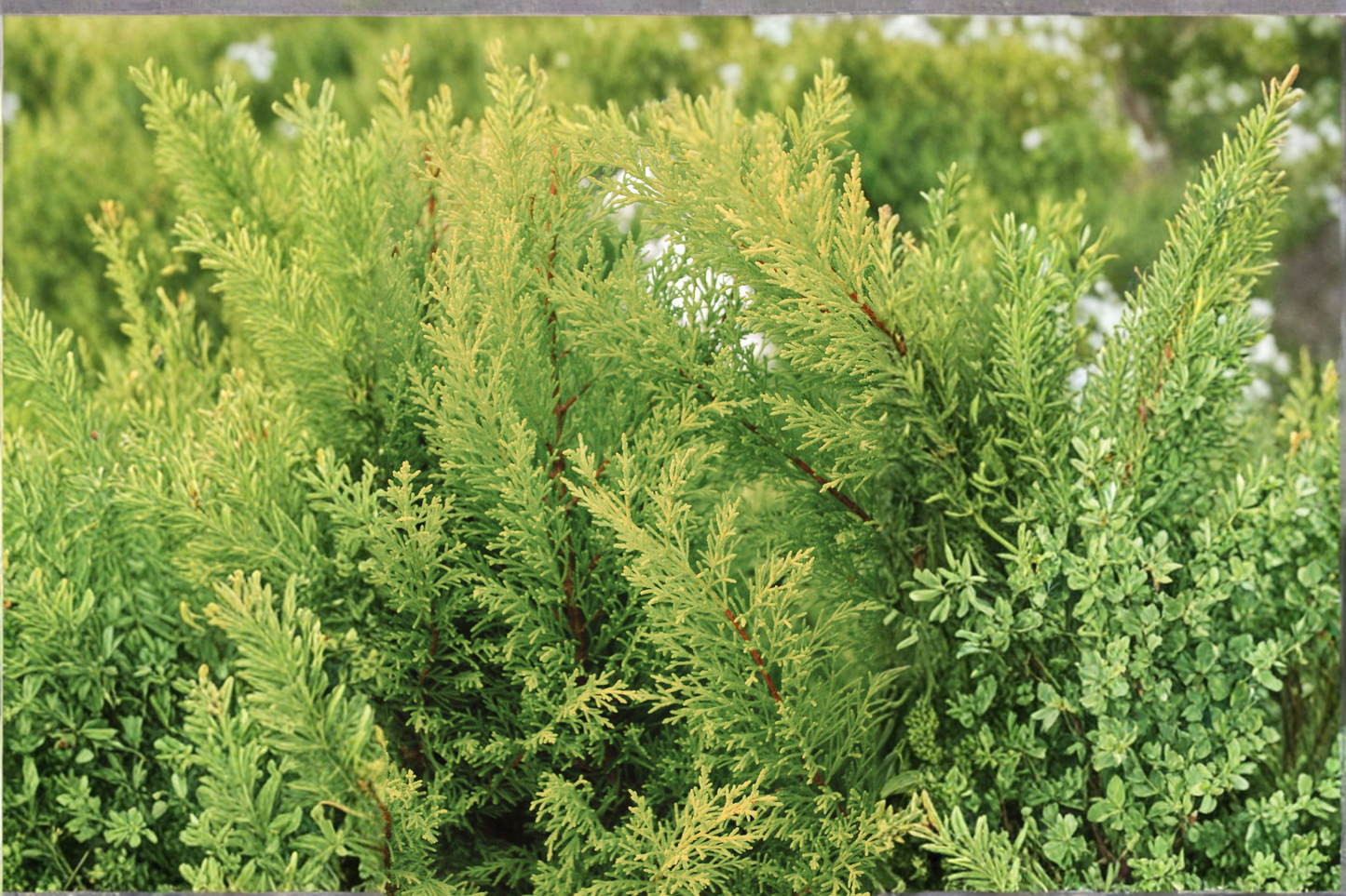 Crippsii Golden Hinoki Cypress Live Plant – 2.5 Qt – Chamaecyparis obtusa 'Crippsii'