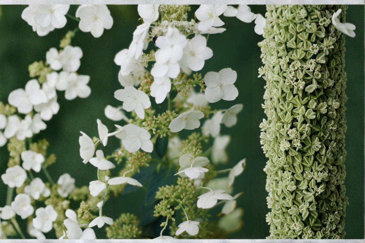 Hydrangea paniculata Tardiva Live Plants – 2 Rooted Shrubs in 1 Qt Pots, White Flowering Garden Plants