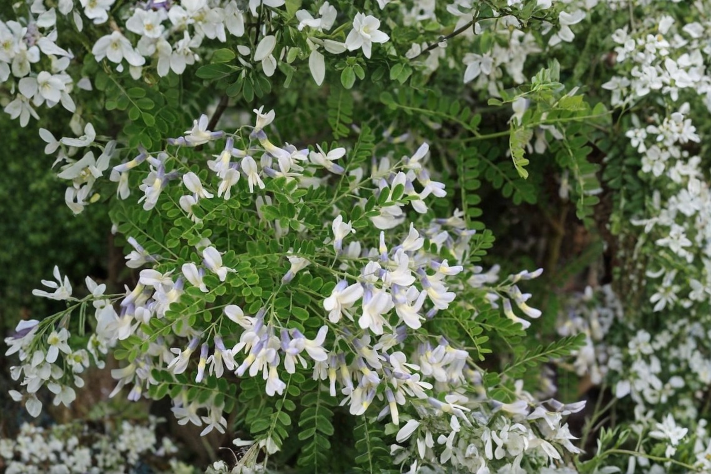 Shrub Pagoda Tree Live Plant in 2-Gallon Pot, Blue Purple Flowers, Drought Tolerant Sophora davidii Garden Shrub