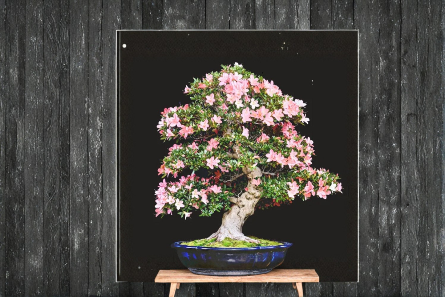 Japanese Cherry Blossom Sakura Seeds – 6 Pink Flowering Tree Seeds for Bonsai, Indoor & Outdoor Garden, Prunus sp.