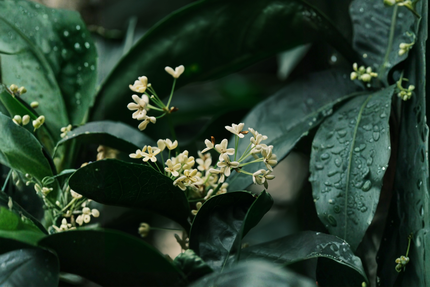 Fragrant Tea Olive Live Plant - Osmanthus fragrans in 4-Inch Pot