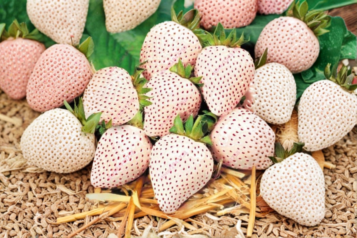 Carolina Pineberry White Strawberry Seeds – Rare Berry Plant for Container & Garden Growing, Fragaria × ananassa