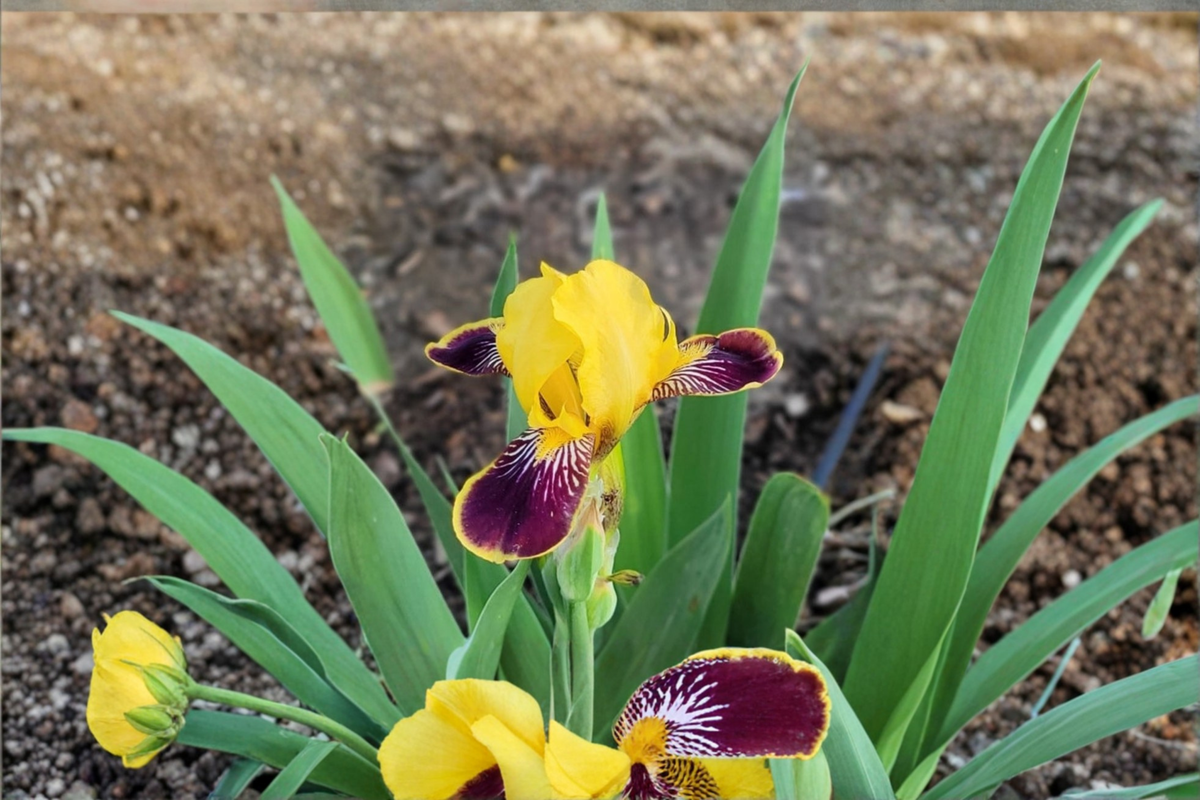 Dwarf Bearded Iris Bulbs 3 Pack – Bumblebee Deelite Yellow Purple Iris Rhizomes for Spring Garden