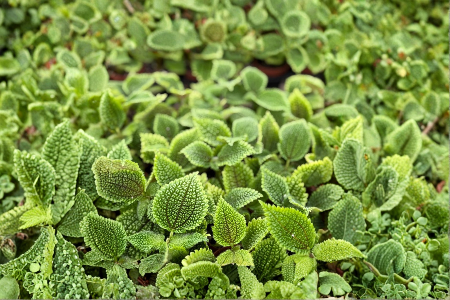 Pilea Mollis ‘Moon Valley’ Live Houseplant, 2-Inch Tropical Foliage Plant for Indoor Decor & Terrariums