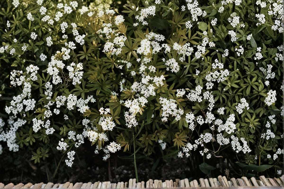 Sweet Woodruff Live Starter Plant in 3 Inch Pot – Galium odoratum Shade Perennial Ground Cover