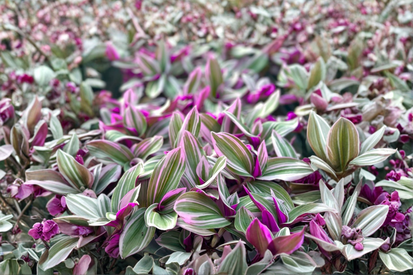 Tradescantia Nanouk Live Plant 3-Inch Pot Pink Variegated Indoor Trailing Houseplant, Rare Spreading Foliage