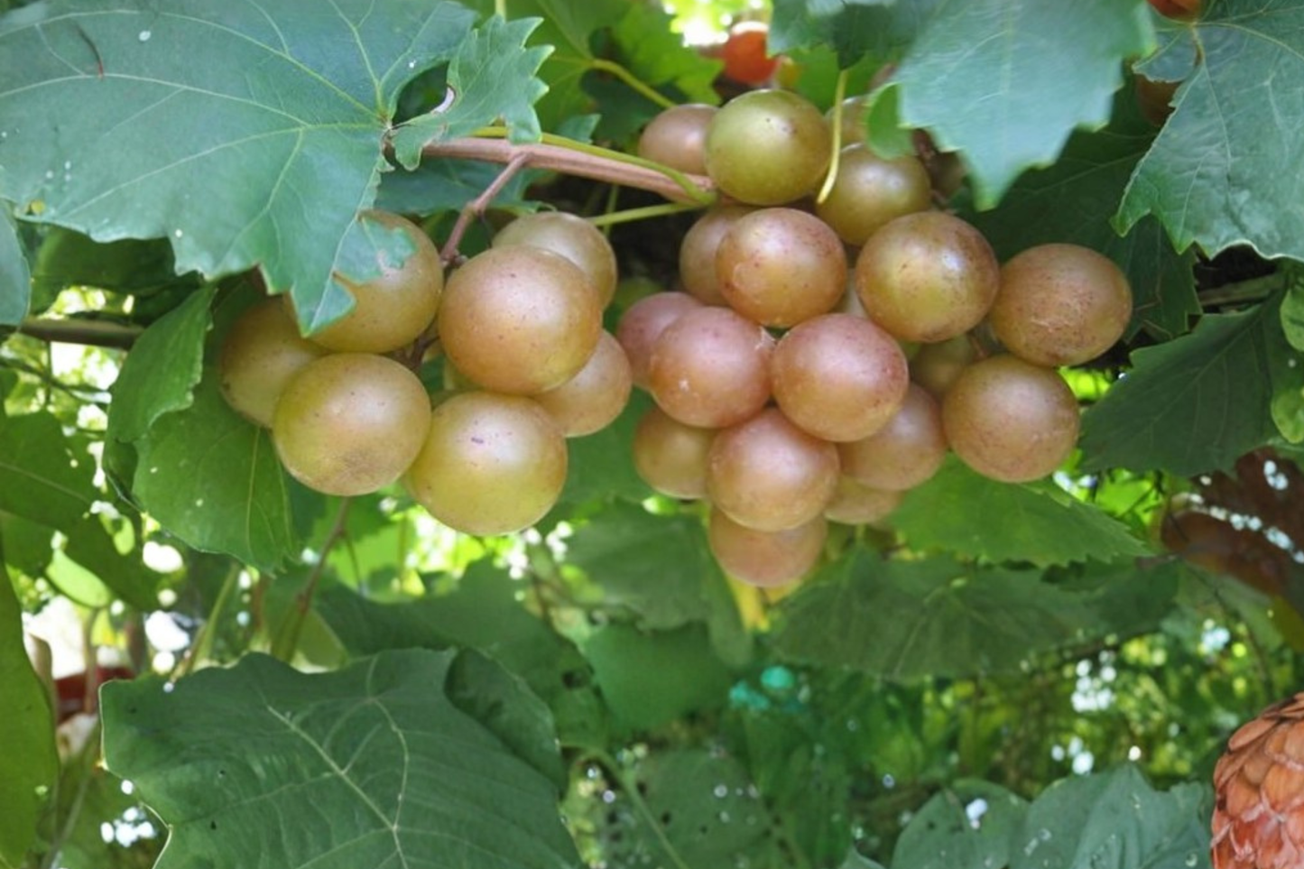 Bronze Pineapple Muscadine Grape Vine Live Plant 1 Gallon, Climbing Fruit Vine for Garden Vineyard, Full Sun, Vitis rotundifolia