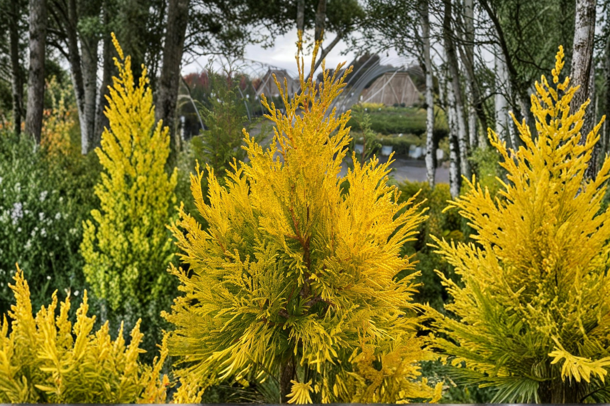 Forever Goldy Arborvitae Live Plant – 4-Inch Pot Golden Foliage Thuja Privacy Hedge Shrub for Garden Landscape