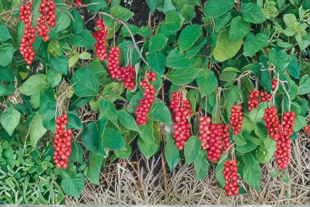 Eastern Prince Schisandra Vine Live Plant, Climbing Vine, Edible Landscape, Schisandra chinensis