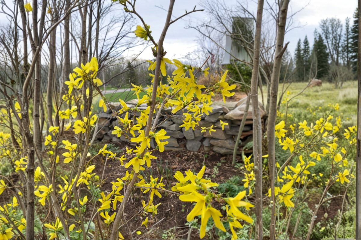 Heirloom Forsythia Live Plant 1 Gallon Pot, Forsythia suspensa, Early Yellow Spring Flowering Shrub for Garden Landscape