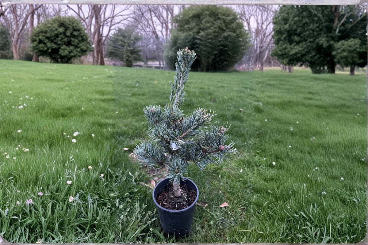 Japanese White Pine ‘Koru’ Live Plant, 1 Gallon, Compact Evergreen Conifer, Pinus parviflora