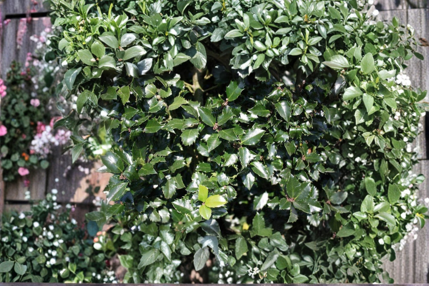 Blue Prince Holly Live Plant – 1 Gallon Pot, Evergreen Male Holly Shrub, Ilex x meserveae, Blue-Green Foliage, Landscape, Pollinator