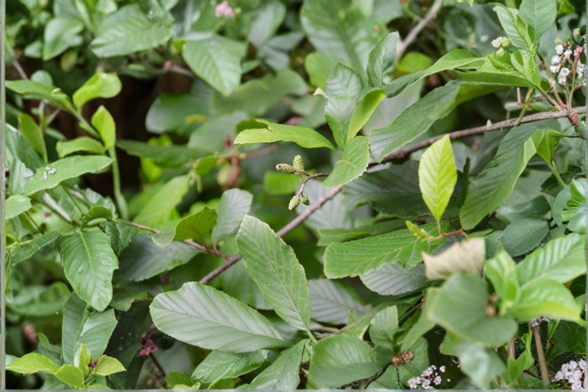 Smooth Alder Live Plant 1 Gallon Pot – Alnus serrulata Native Shrub for Wet Soil Landscaping