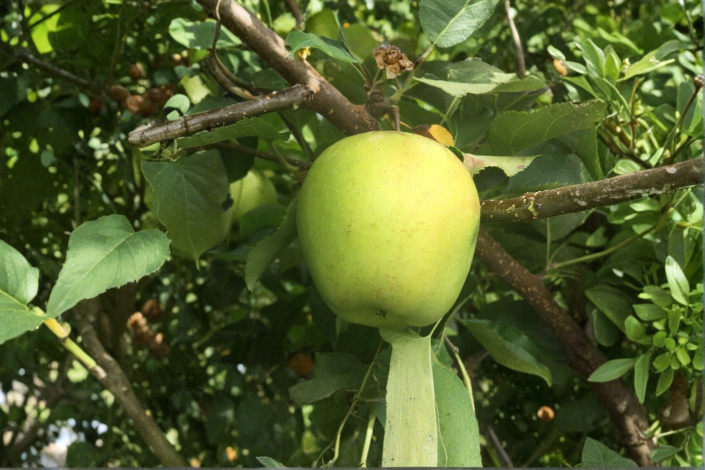 Japanese Apple Tree Live Plant – Shizuka Variety, 4-6 Ft, Sweet Crisp Fruit, Malus domestica, Home Garden, Backyard Orchard