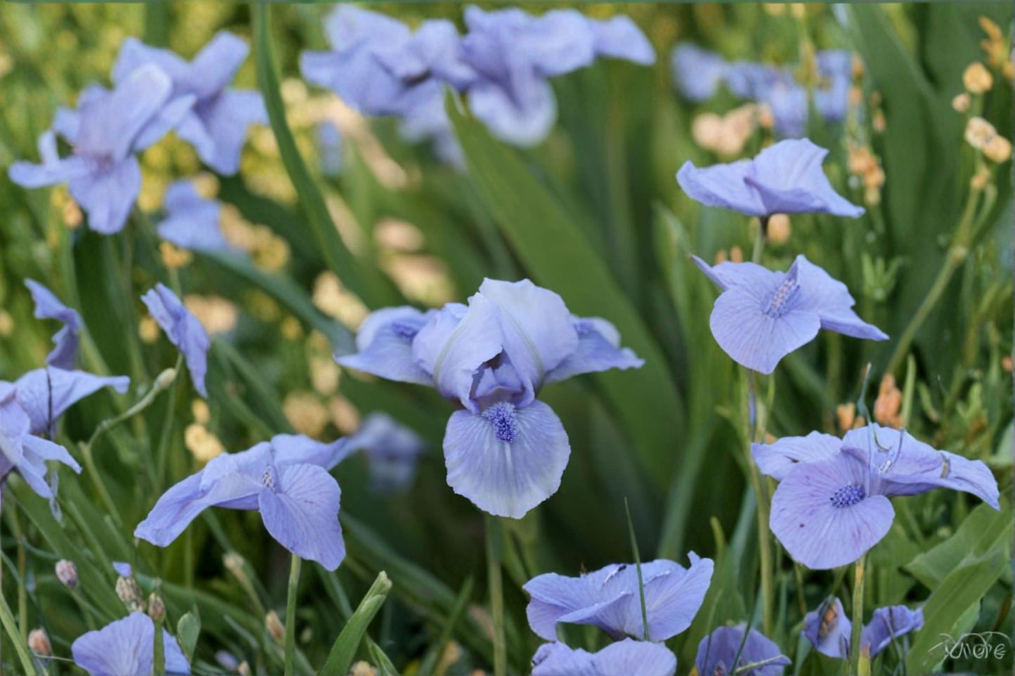 Bearded Iris Rhizome Pack – Lilac Purple Flowers – #1 Grade Iris Germanica ‘Bedford Lilac’ Bulbs for Spring Garden Planting