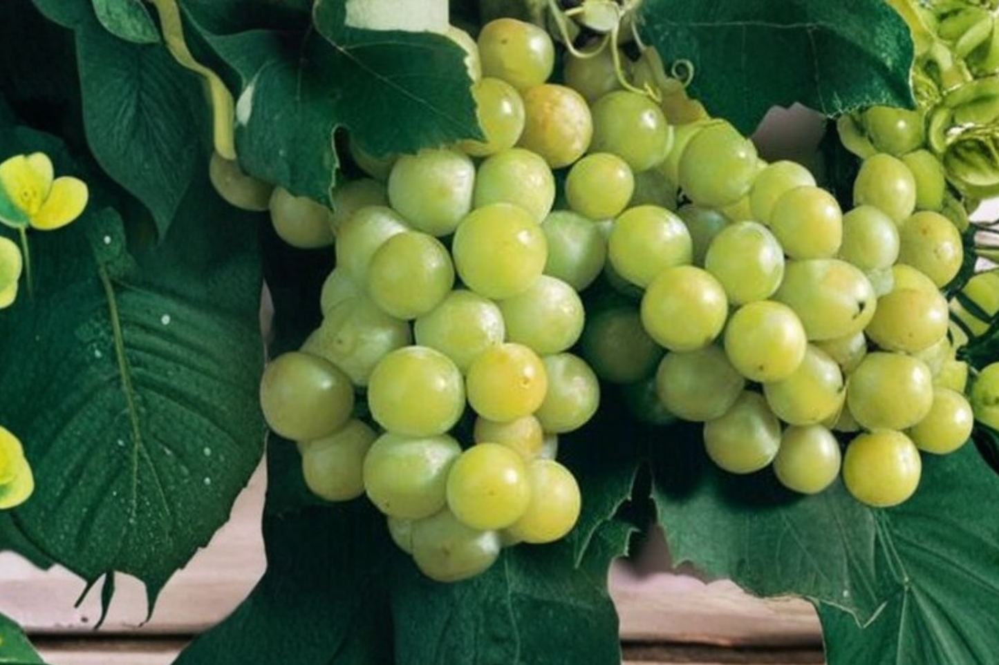 Niagara Grape Vine Live Plant 1 Gallon, White Grape Variety, Climbing Fruit Vine for Garden and Vineyard, Vitis labrusca