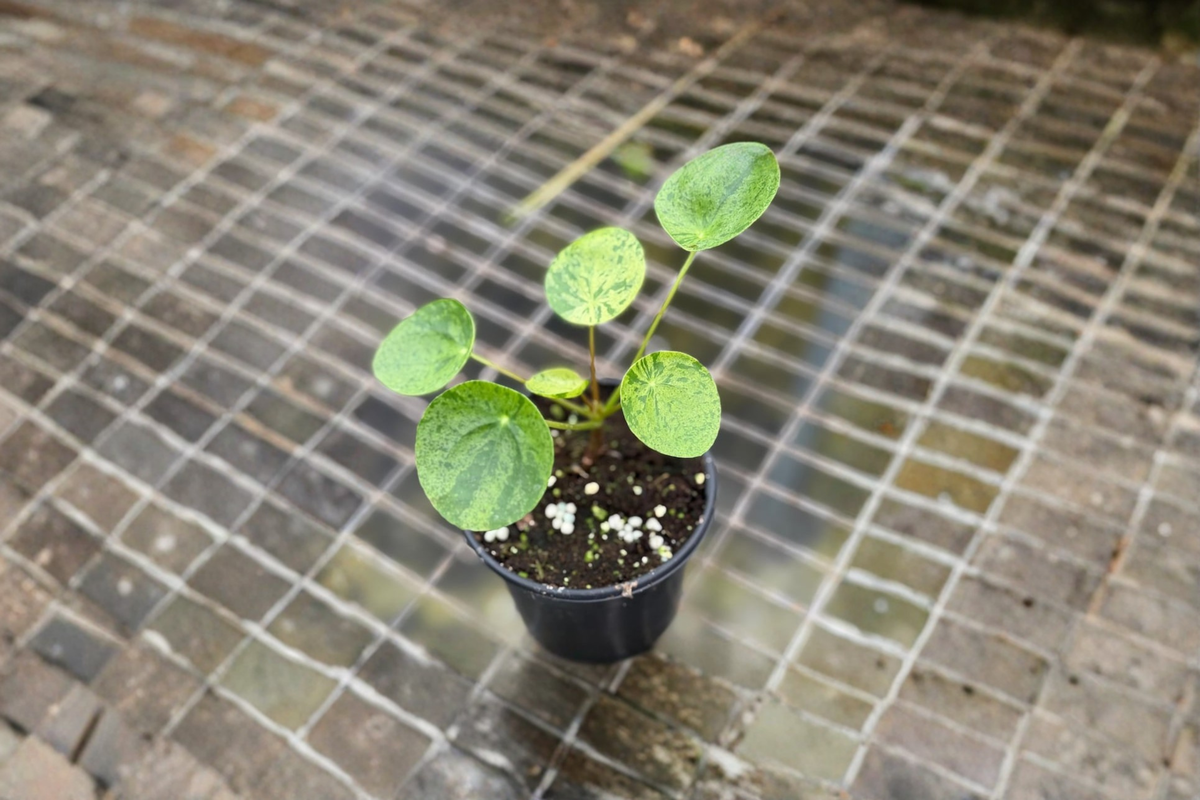 Variegated Pilea Peperomioides Live Plant, 2-Inch Pot, Chinese Money Plant, Indoor Houseplant, Decorative Foliage