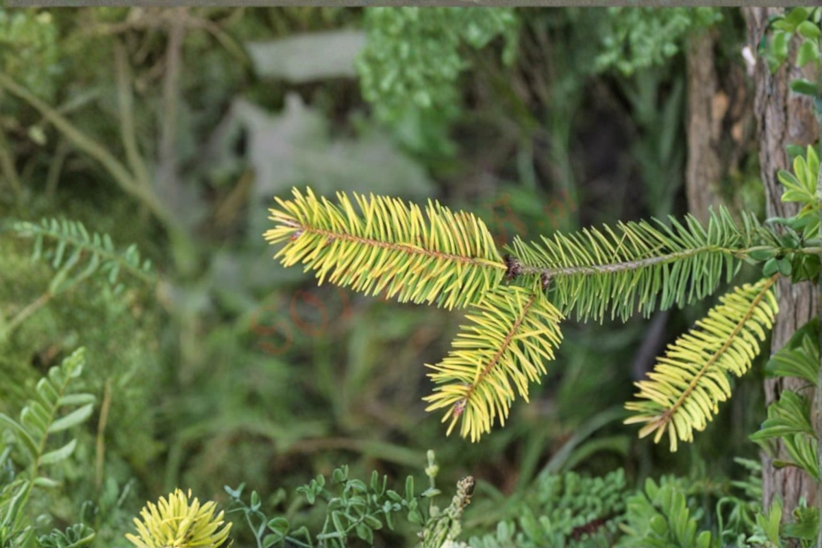 Golden Douglas Fir ‘Uwe’s Golden’ Live Plant – 12 Inch Dwarf Evergreen Conifer Pseudotsuga menziesii in 1 Gallon Pot