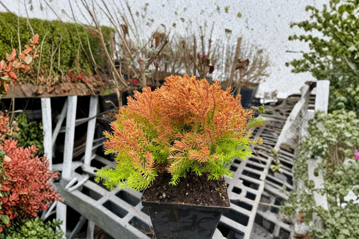 Rheingold Arborvitae Live Plant Quart Pot | Golden Evergreen Thuja Shrub for Landscaping & Borders