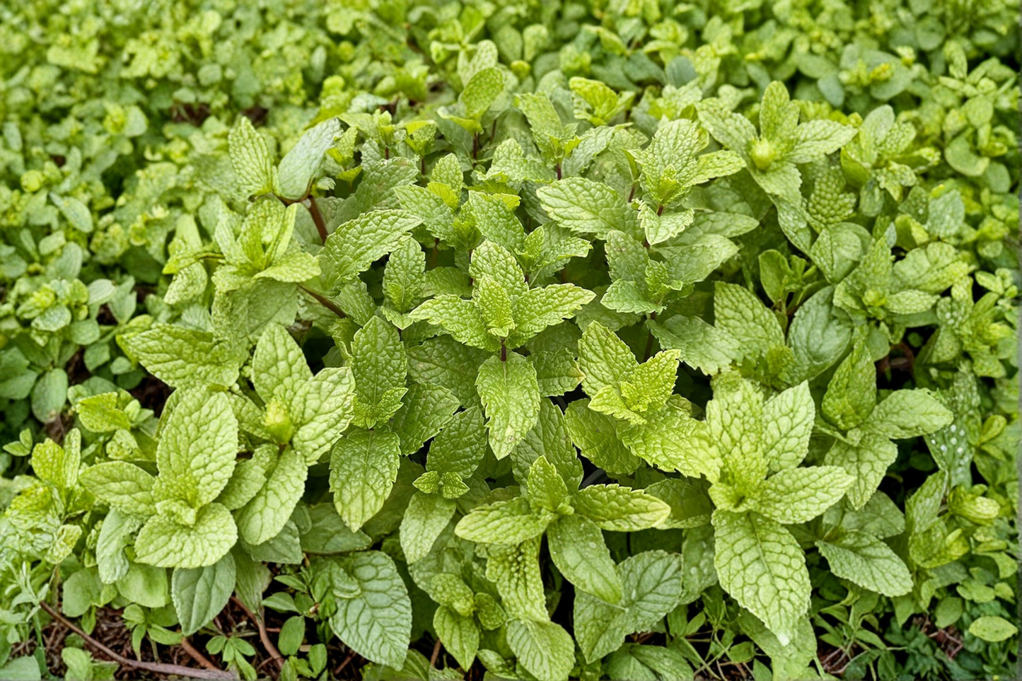 Kentucky Colonel Mint Live Herb Plant | Spearmint Mentha spicata Perennial Starter | Green Foliage, Culinary & Garden Use