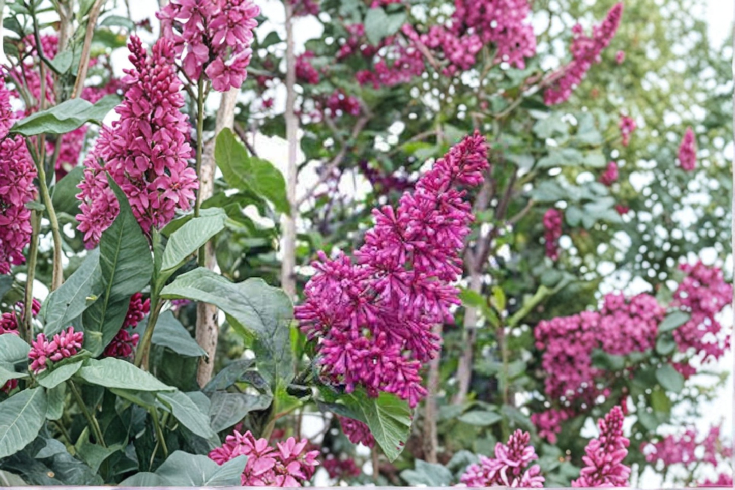 Lilac ‘Red Wine’ Live Plant – Syringa prestoniae 2 Gallon Flowering Shrub for Garden Landscape