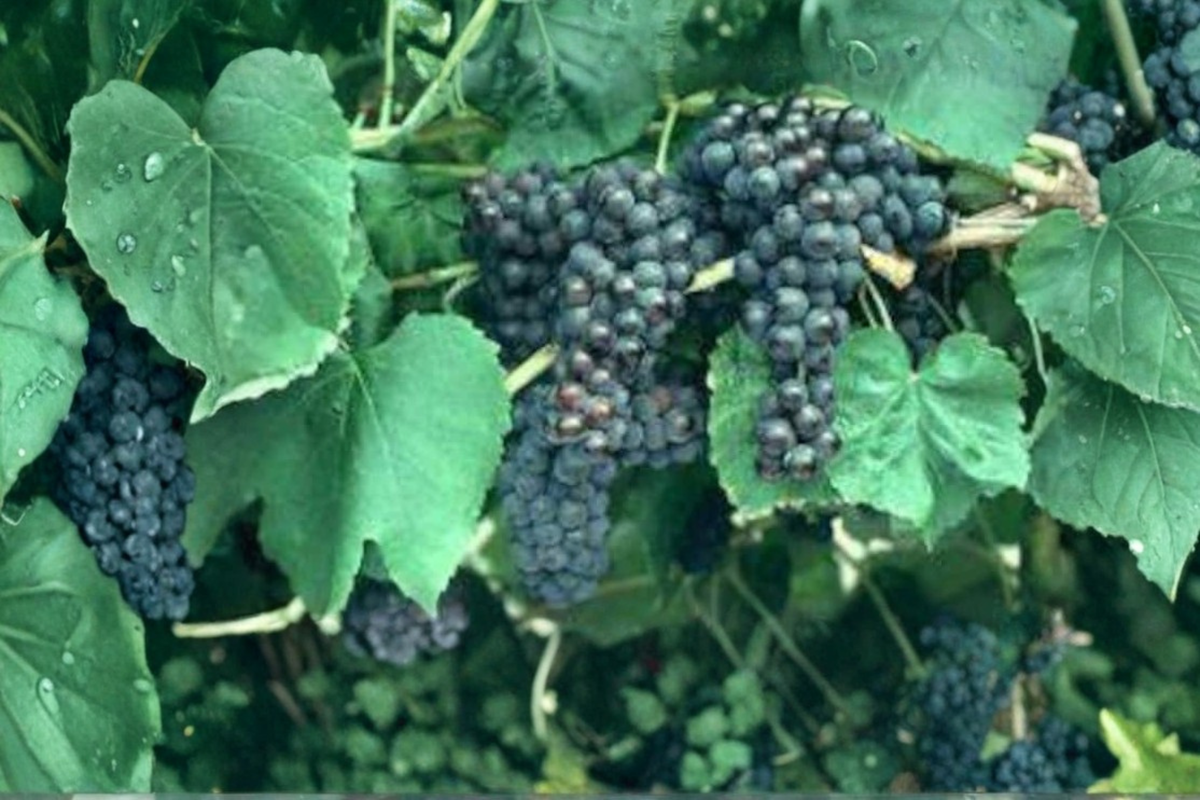 Black Monukka Grape Vine Live Plant, Self-Fruitful, Purple Black Fruit, Vitis vinifera, Climbing Vine for Garden & Trellis