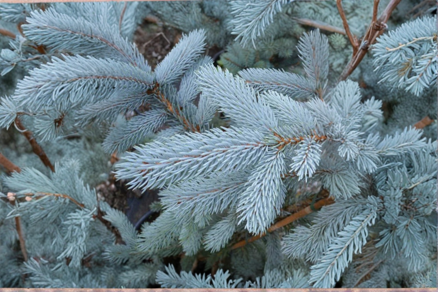 Blue Spruce Live Plant – 10 Inch Tall Picea pungens Colorado Blue Evergreen Tree in 1-Gallon Pot