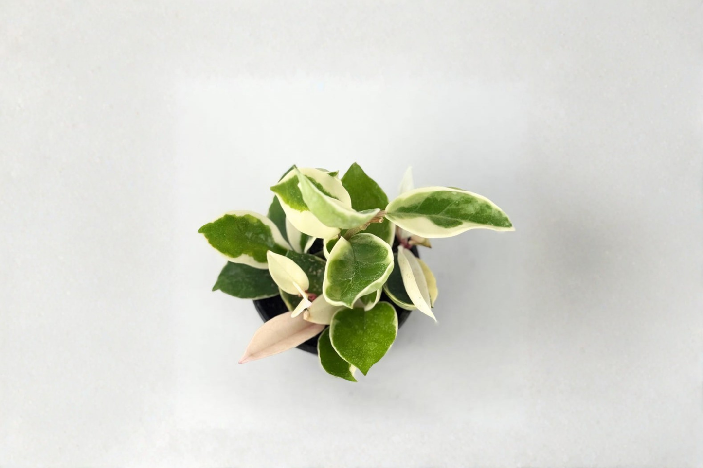 Hoya Krimson Queen Live Plant, Variegated Hoya Carnosa, 2-Inch Pot, Indoor Houseplant, Trailing Foliage, Easy Care, Rare Indoor Plant