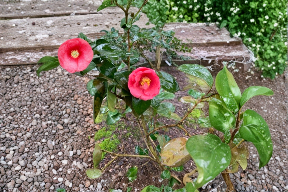 Cold Hardy Japanese Camellia ‘Ashton’s High Rise’ 3 Gallon Evergreen Flowering Shrub Camellia japonica
