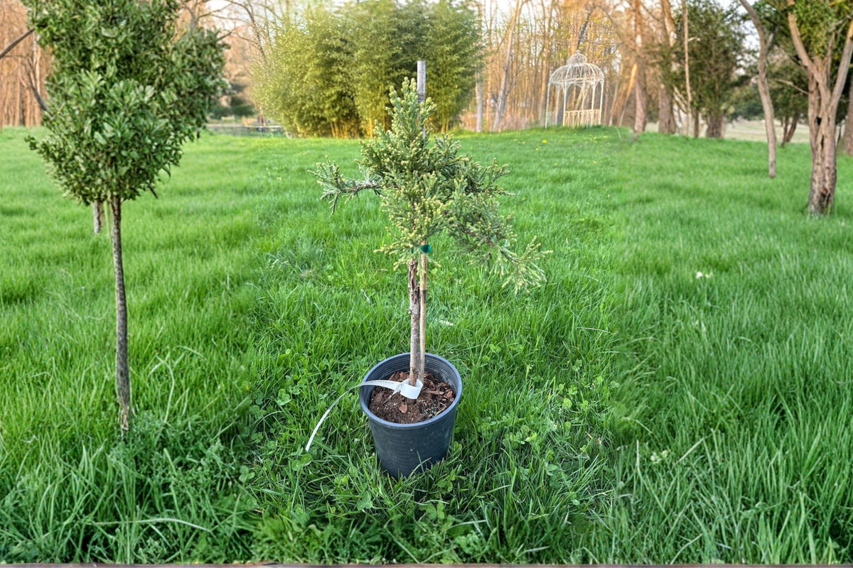Live Plant - 12 Inch Von Martin Giant Sequoia - Sequoiadendron giganteum Evergreen Conifer Landscape Tree