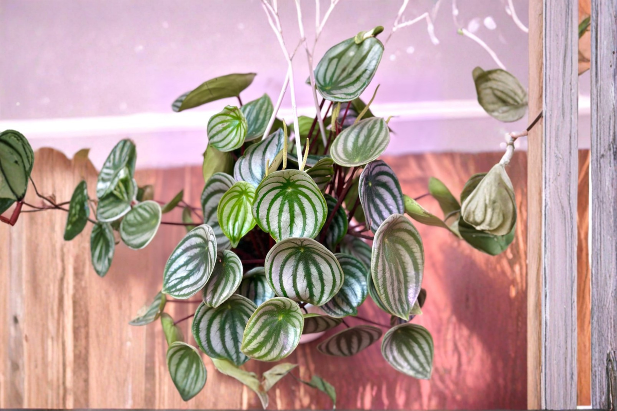 Watermelon Peperomia Live Plant – Indoor Houseplant in 3-Inch or 6-Inch Hanging Basket – Peperomia Argyreia with Silver-Striped Foliage
