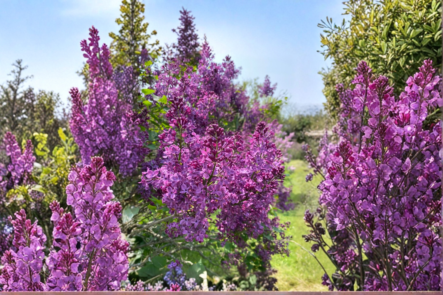 Pocahontas Lilac Live Plant 4-Inch Pot Syringa hyacinthiflora Early Spring Bloom Shrub Garden Plant