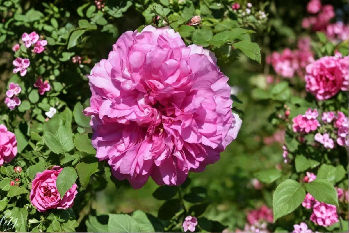 Pink English Rose Seeds – Fragrant Scented Bush Flower Seeds, Rosa spp., 20 Pack for Outdoor Garden Planting