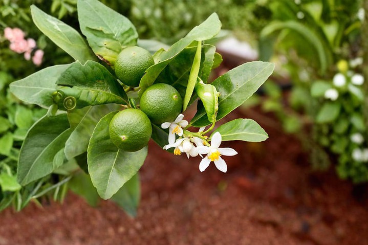 Key Lime Tree Live Plant, 2 Ft Tall, Mexican Lime, Citrus aurantiifolia, Fruit Tree, Container Friendly, Evergreen Citrus